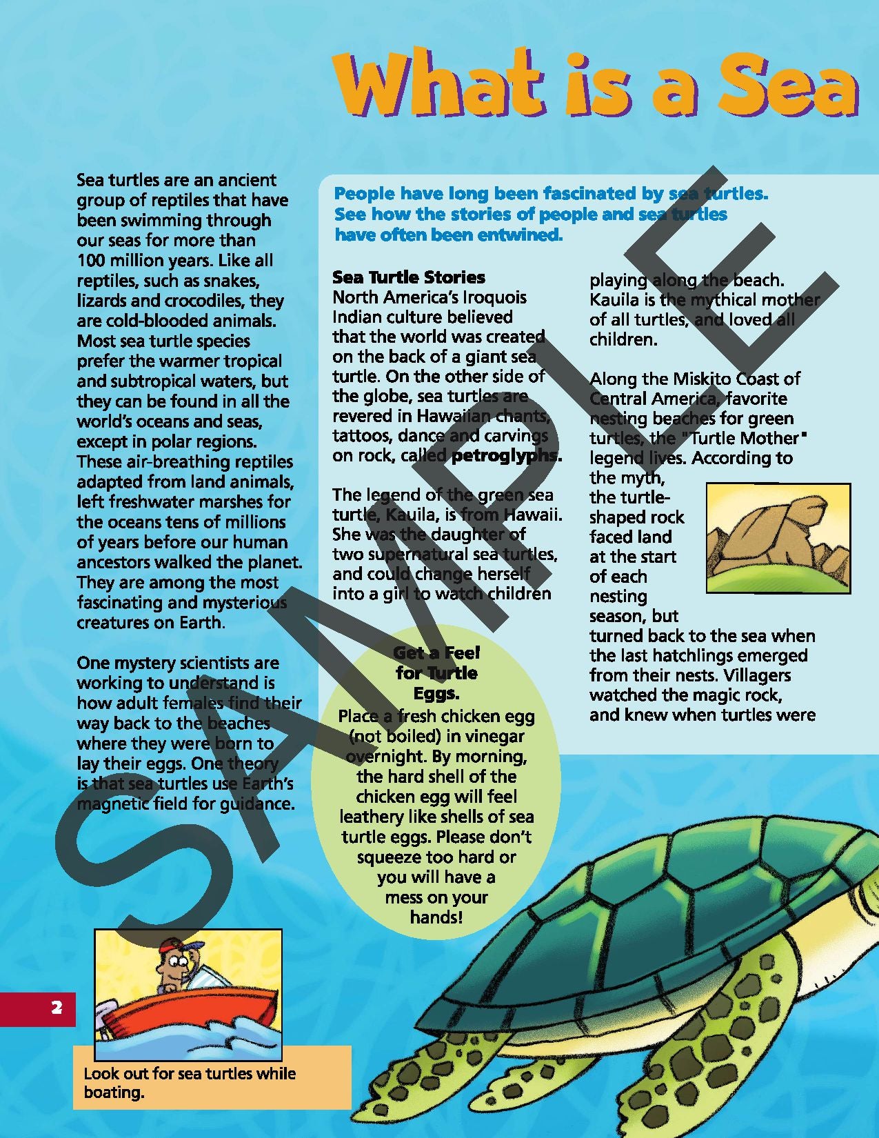 Discover Sea Turtles KIDs Activity Booklet