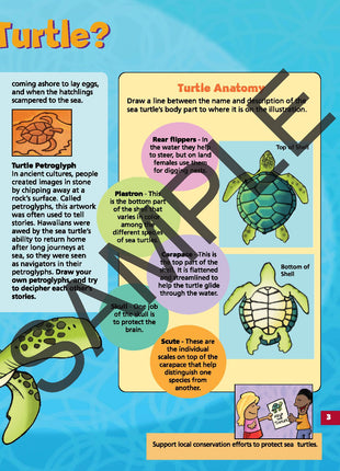 Discover Sea Turtles KIDs Activity Booklet