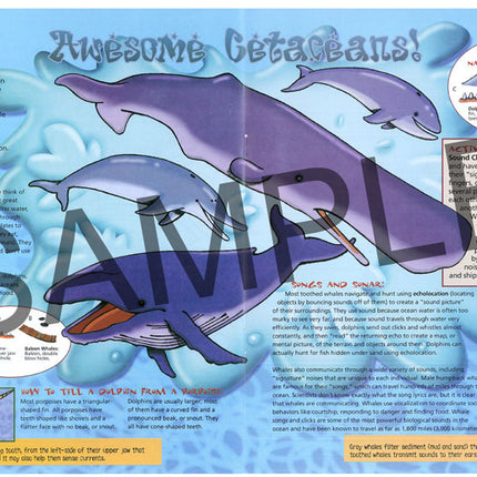 Discover Marine Mammals KIDs Activity Booklet