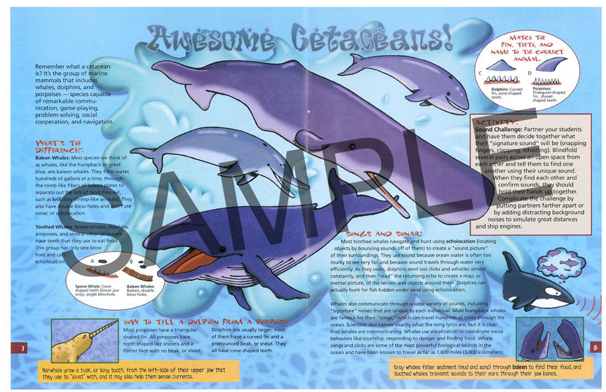Discover Marine Mammals KIDs Activity Booklet