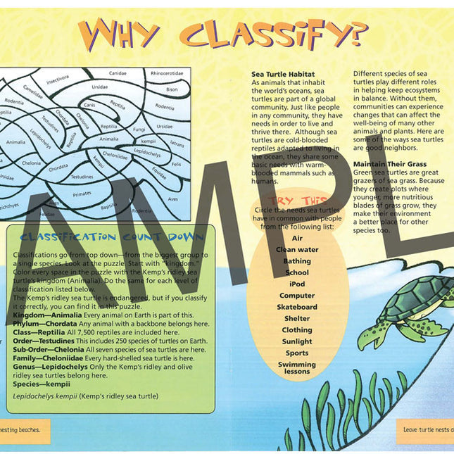 Discover Sea Turtles, KIDs Activity Booklet, PDF EBOOK